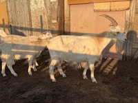 Ziege, Saanen goat — Foto 2