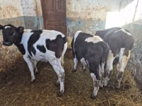 सांड, Russian Black pied cattle — फ़ोटो 3