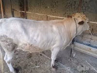 公牛, Cattle — 照片 2