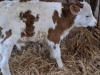 सांड, Simmental cattle — फ़ोटो 1