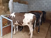 母牛, Russian Black pied cattle — 照片 2