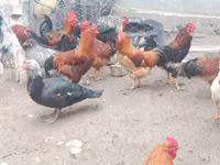 Chickens — الصورة 4
