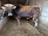 公牛, Cattle — 照片 3