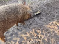 Schweine (Partie, Geschlecht nicht angegeben) — Foto 5