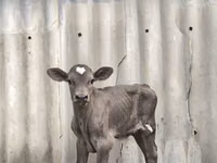 Toro, Swiss cattle — foto 7