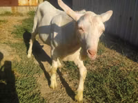 Ziegen (Partie, Geschlecht nicht angegeben), Beetal goats — Foto 4