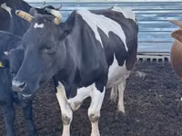 Сиыр, Simmental cattle — 2-сурет