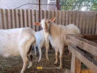 Cabro, Saanen goat — foto 4