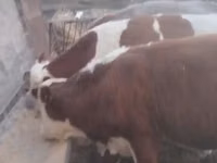 公牛, Simmental cattle — 照片 1