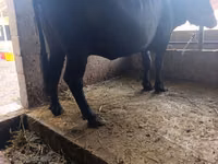 Vaca, Ganado vacuno — foto 6