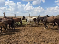 حصان, Horse breed — الصورة 6