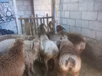 Cabra, Cabras — foto 3
