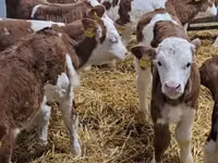 Rinder (Partie, Geschlecht nicht angegeben), Simmental cattle — Foto 3