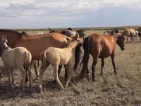 Caballo, Mugalzhar horse — foto 3