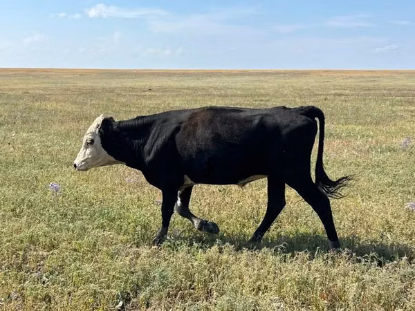 公牛, Kazakh White-headed cow — 哈萨克斯坦