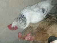 Chickens — الصورة 4