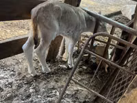 母牛, Swiss cattle — 照片 4