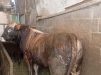 公牛, Cattle — 照片 1