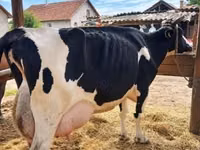 Vaca, Raza Holstein — foto 2