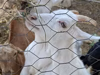 Ziegen (Partie, Geschlecht nicht angegeben), Saanen goat — Foto 5
