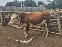 Bull, Simmental cattle — photo 1