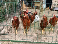 Chickens — Foto 2