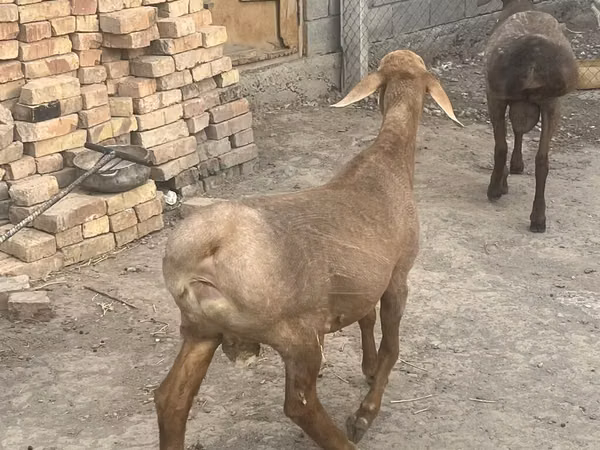 كبش, Rhon sheep