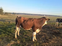 Kuh, Simmental cattle — Foto 1