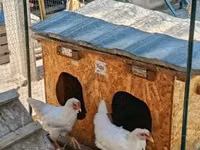 Chickens — Foto 4