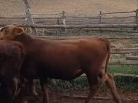 بقرة, Latvian Blue cattle — الصورة 3