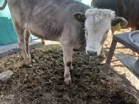 Bulle, Simmental cattle — Foto 3