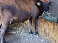 Vaca, Raza Alatau — foto 3