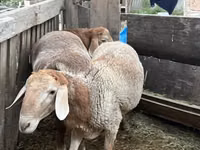 Sheep, Arashan sheep — photo 6