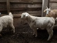 Ziegenbock, Ziegen — Foto 3