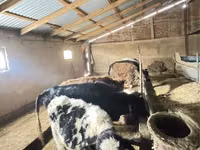 Rinder (Partie, Geschlecht nicht angegeben), Swiss cattle — Foto 6