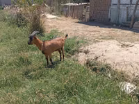 عنزة, Saanen goat — الصورة 2