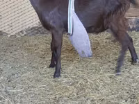 Ziegenbock, LaMancha goats — Foto 1
