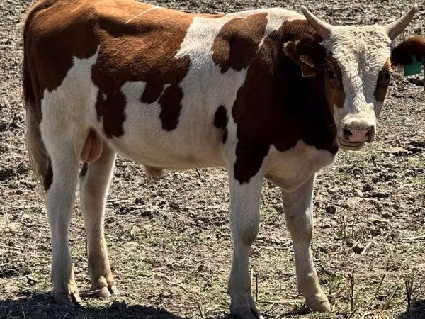 Buqa, Simmental cattle