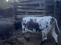 गाय, Russian Black pied cattle — फ़ोटो 1
