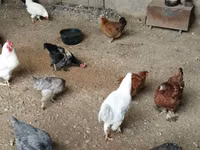 Chickens — Foto 1