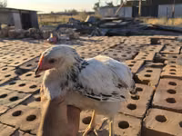 أدلر سيلفر — الصورة 2