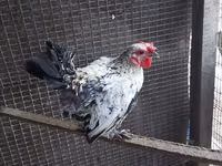 Chickens — الصورة 5