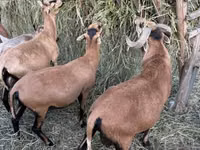 Qo‘ylar (partiya, jinsi ko‘rsatilmagan), Cameroon sheep — 8-rasm