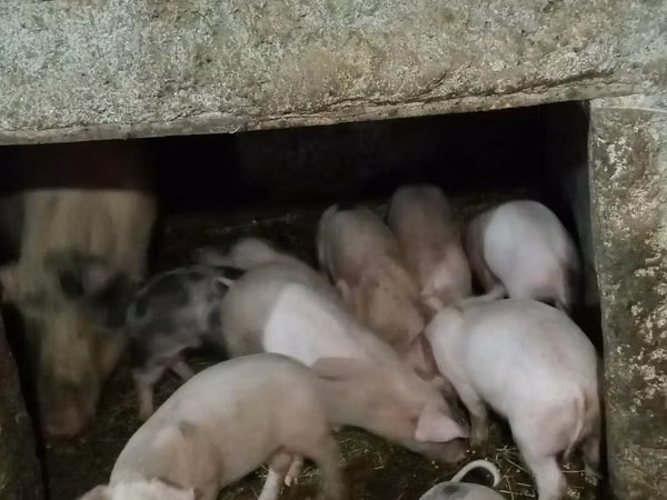 Eber, Schweine