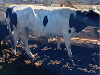 Bulle, Simmental cattle — Foto 7