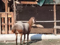 मेढ़ा, Edilbay sheep — फ़ोटो 2