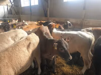 Bulle, Simmental cattle — Foto 3