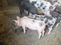 Säue, Schweine — Foto 1