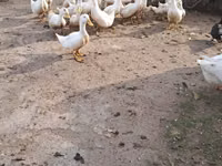 أمريكان بكين — الصورة 2