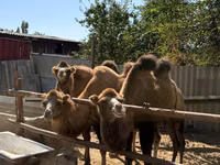 Camels (batch, sex not specified), Camels — photo 5